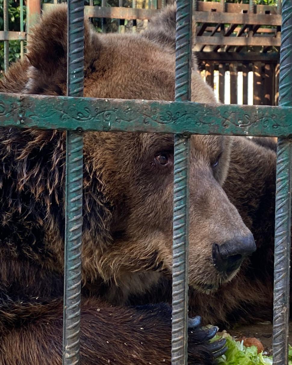 Povestea tristă a lui Mark, un urs salvat dupa 20 de ani petrecuți într-o cușcă la un restaurant din Tirana. "A plâns câteva luni după sora lui" 804416