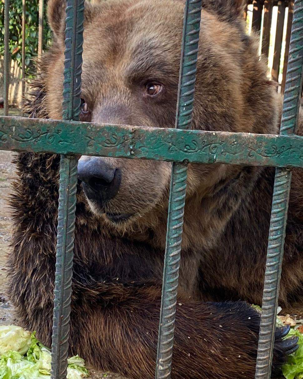 Povestea tristă a lui Mark, un urs salvat dupa 20 de ani petrecuți într-o cușcă la un restaurant din Tirana. "A plâns câteva luni după sora lui" 804417