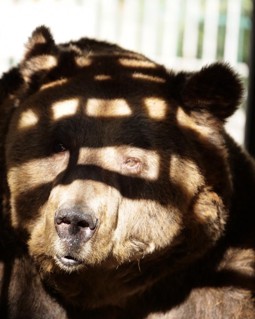 Povestea tristă a lui Mark, un urs salvat dupa 20 de ani petrecuți într-o cușcă la un restaurant din Tirana. "A plâns câteva luni după sora lui" 804418