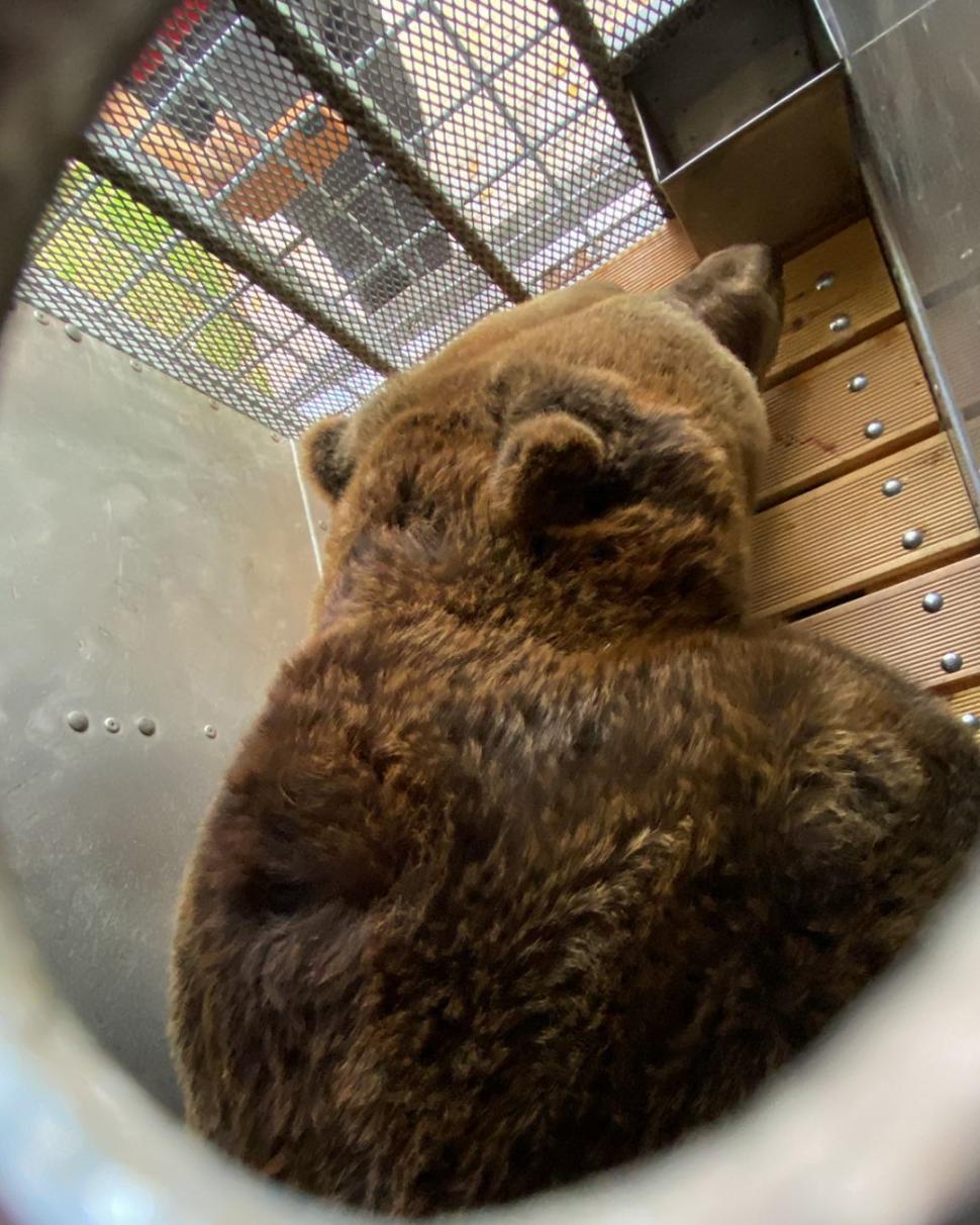 Povestea tristă a lui Mark, un urs salvat dupa 20 de ani petrecuți într-o cușcă la un restaurant din Tirana. "A plâns câteva luni după sora lui" 804419