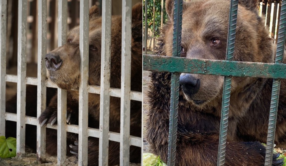 Povestea tristă a lui Mark, un urs salvat dupa 20 de ani petrecuți într-o cușcă la un restaurant din Tirana. "A plâns câteva luni după sora lui"