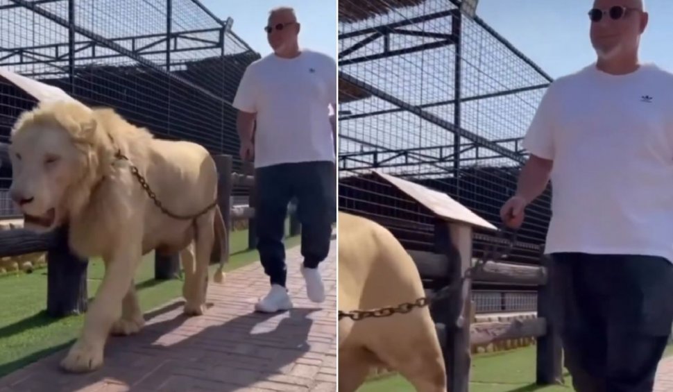Cosmin Olăroiu a ieşit la plimbare cu leul în lesă. Imagini virale din Emiratele Arabe