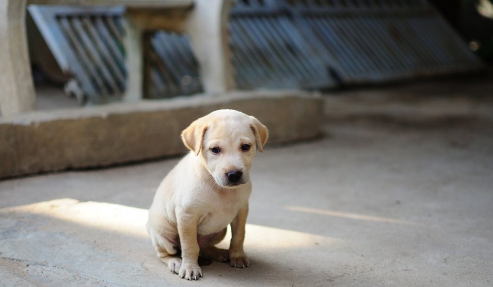 Ultima ediție din acest an a târgului de adopții pentru câinii fără stăpân, sâmbătă, la Mall Vitan București