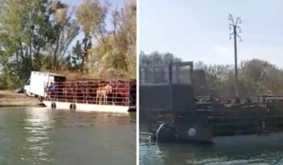 Caii sălbatici din Delta Dunării, duşi la abator: "Sunt singurii în Europa şi printre puţinii rămași în lume şi noi ce facem?" 