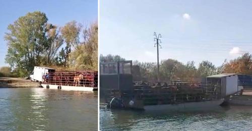 Caii sălbatici din Delta Dunării, duşi la abator: "Sunt singurii în Europa şi printre puţinii rămași în lume şi noi ce facem?"  805086