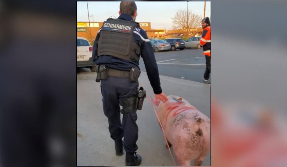 Imagini virale cu "Ghiţă" dus la secţie. Jandarmii francezi au salvat un porc din mâinile unor români care se pregăteau să îl sacrifice 805127