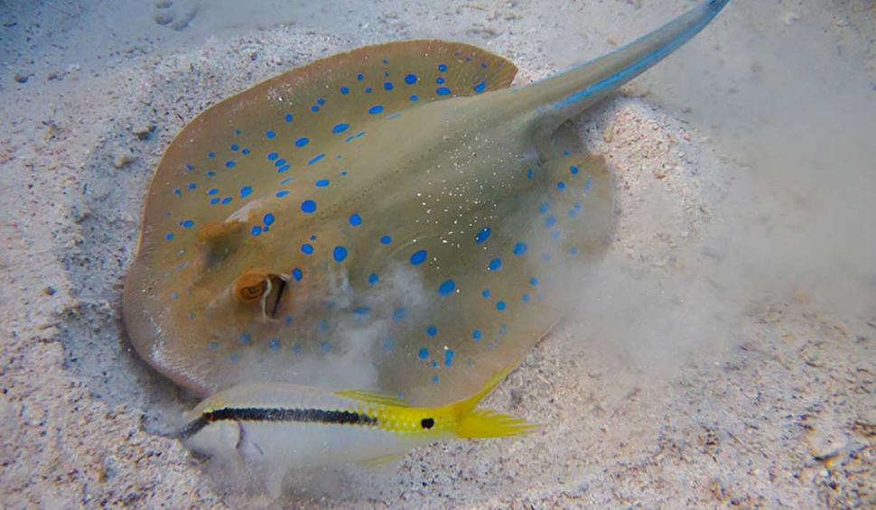 Cei care nu s-au hotărât unde să facă revelionul, încă se mai pot duce la plajă, în Hurghada 805659