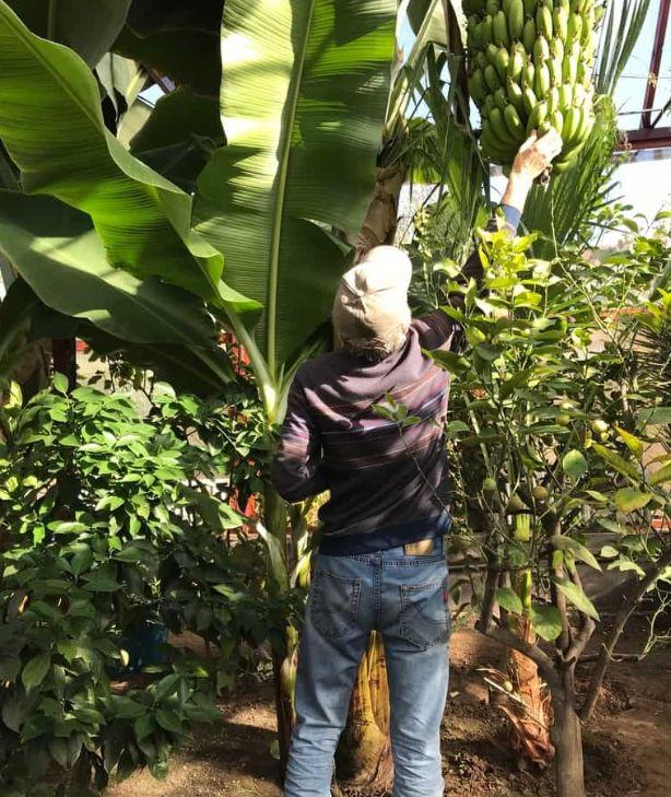 Orașul din România de unde poți lua banane din copac. Un adevărat paradis tropical în curtea domnului Nelu 805597