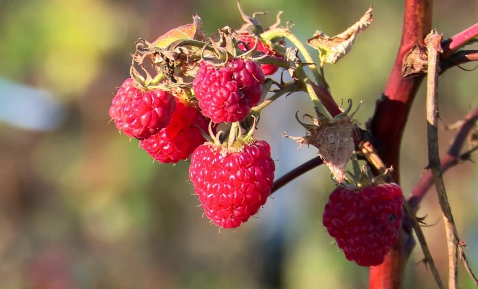 Oraşul din România unde oamenii culeg zmeură și acum, în decembrie. Fenomenul i-a surprins și pe producători 805927