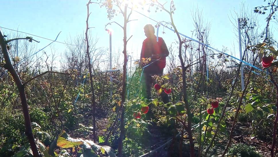 Oraşul din România unde oamenii culeg zmeură și acum, în decembrie. Fenomenul i-a surprins și pe producători 805928