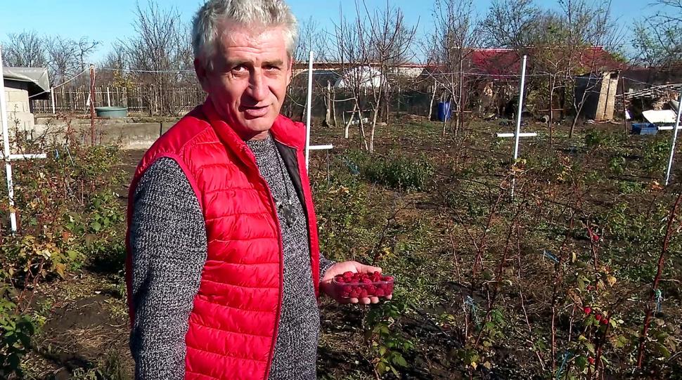 Oraşul din România unde oamenii culeg zmeură și acum, în decembrie. Fenomenul i-a surprins și pe producători 805929