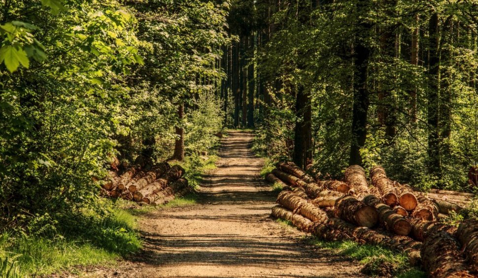 România primește bani europeni pentru împăduriri. Comisia Europeană a aprobat ajutoare de 32 de milioane de euro