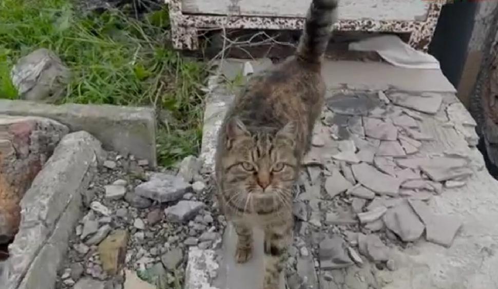 Ce a găsit o echipă CNN pe Insula Șerpilor | Jurnaliștii au eșuat pe un banc de nisip și au fost salvați pe întuneric 806623