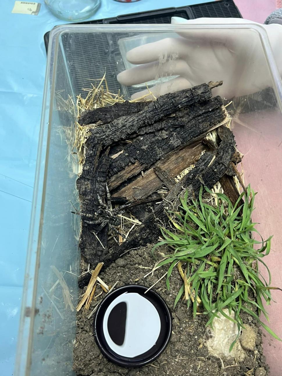 O tarantulă a fost descoperită pe o stradă din Voluntari, Ilfov 806841