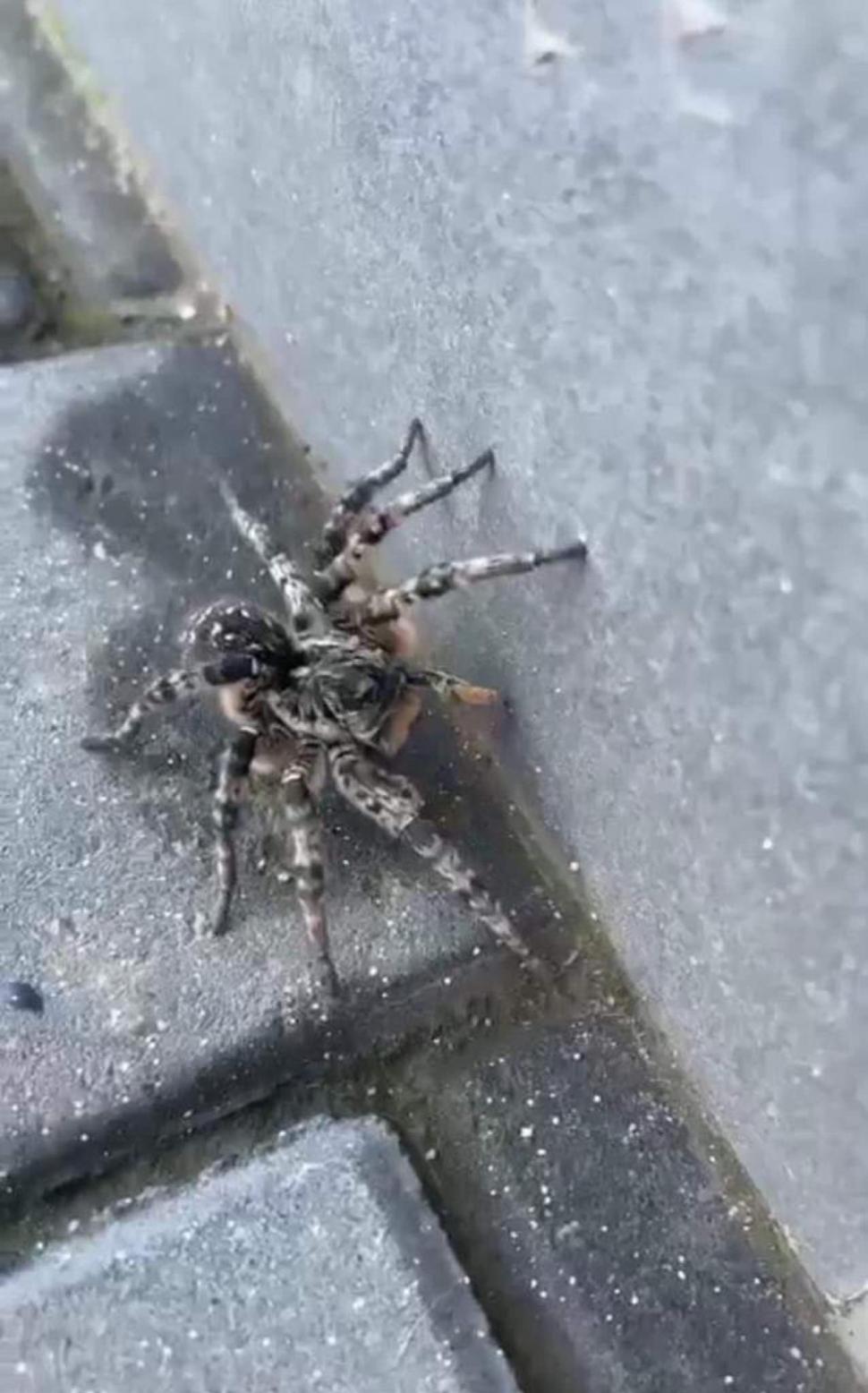 O tarantulă a fost descoperită pe o stradă din Voluntari, Ilfov 806843