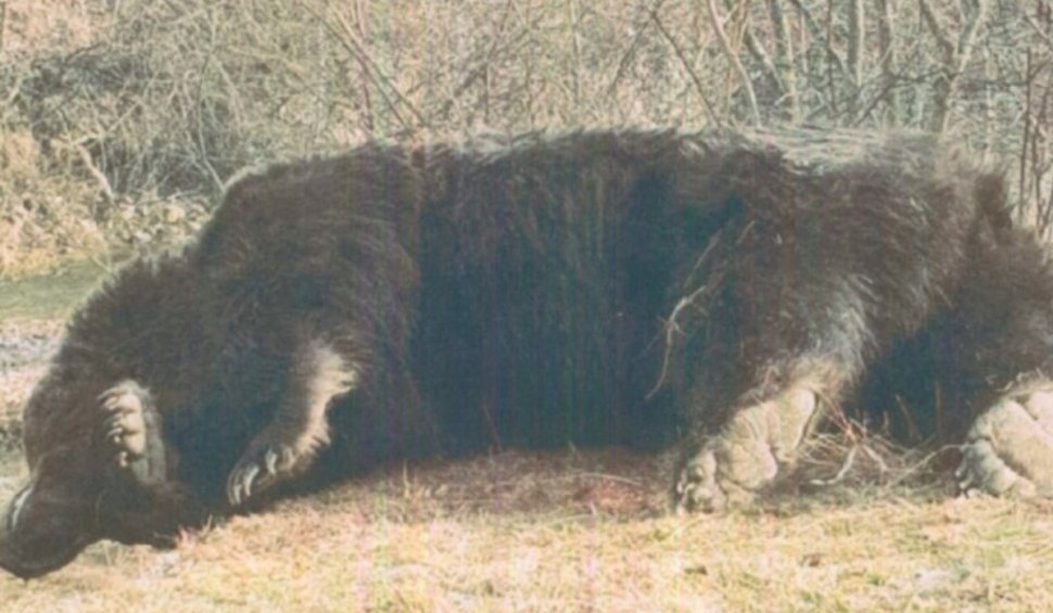 Cazul ursului "Arthur", ucis de un prinţ austriac în România, a ajuns la DNA