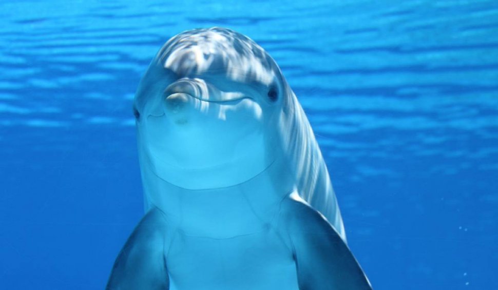 Specialiștii au descoperit că delfinii pot suferi de Alzheimer