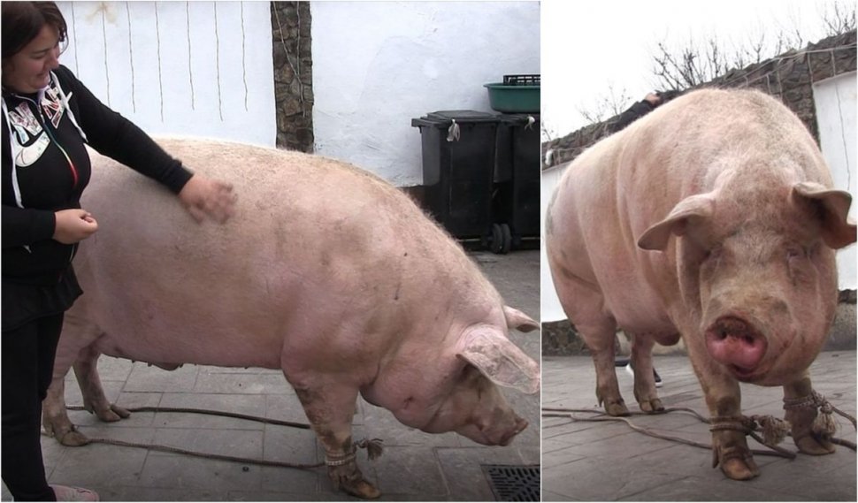 Marcel are 700 de kilograme şi l-a depăşit pe Jardel. Toţi vecinii s-au strâns să-l vadă pe cel mai mare porc din România