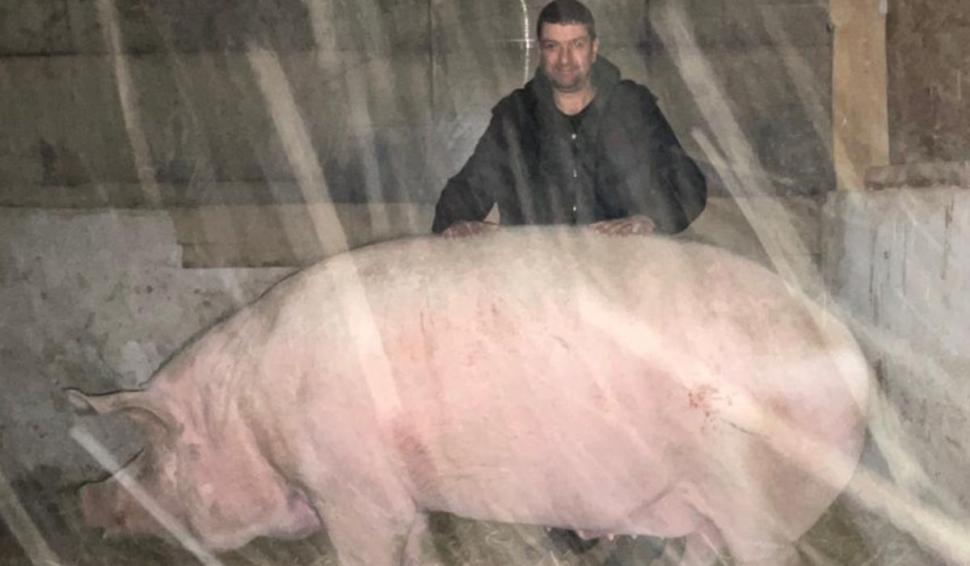 Marcel are 700 de kilograme şi l-a depăşit pe Jardel. Toţi vecinii s-au strâns să-l vadă pe cel mai mare porc din România 807039