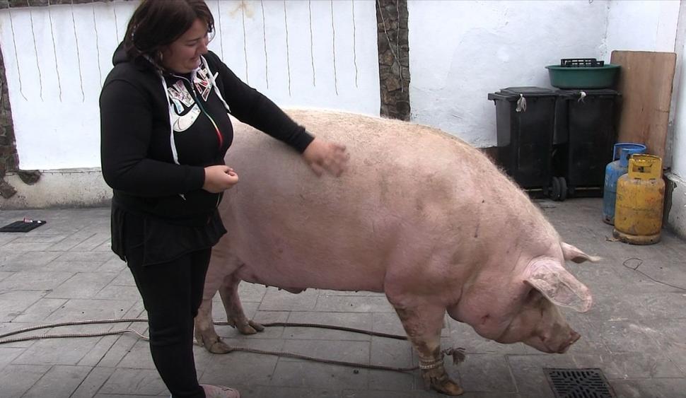 Marcel are 700 de kilograme şi l-a depăşit pe Jardel. Toţi vecinii s-au strâns să-l vadă pe cel mai mare porc din România 807040
