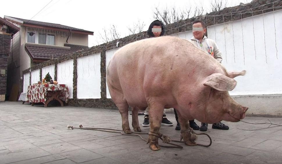 Marcel are 700 de kilograme şi l-a depăşit pe Jardel. Toţi vecinii s-au strâns să-l vadă pe cel mai mare porc din România 807044