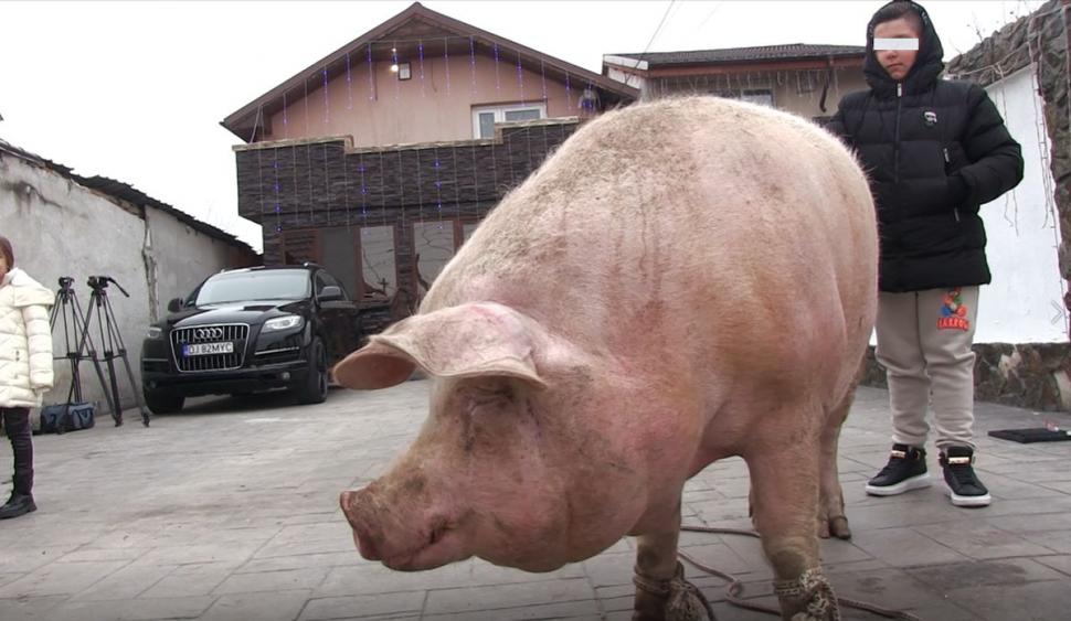Marcel are 700 de kilograme şi l-a depăşit pe Jardel. Toţi vecinii s-au strâns să-l vadă pe cel mai mare porc din România 807045