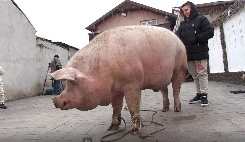 Marcel are 700 de kilograme şi l-a depăşit pe Jardel. Toţi vecinii s-au strâns să-l vadă pe cel mai mare porc din România 807046