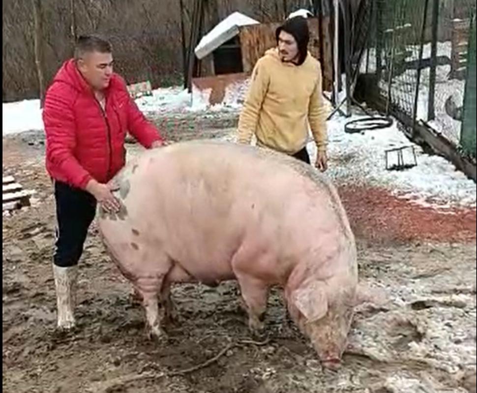 Marcel are 700 de kilograme şi l-a depăşit pe Jardel. Toţi vecinii s-au strâns să-l vadă pe cel mai mare porc din România 807047