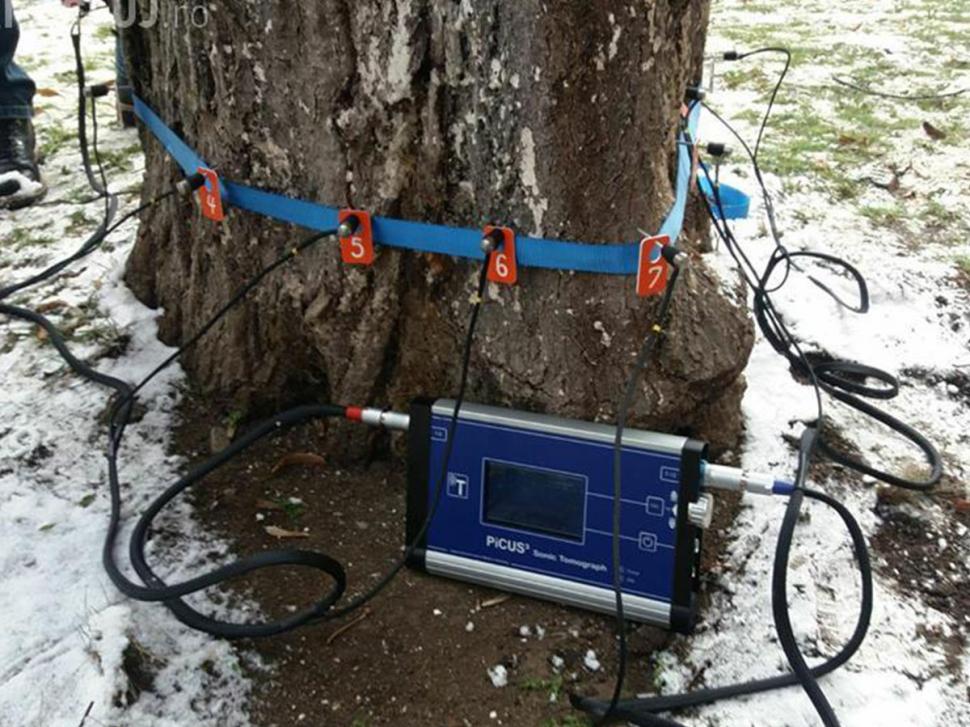 Arborii din Galați vor fi monitorizați cu un tomograf 807365