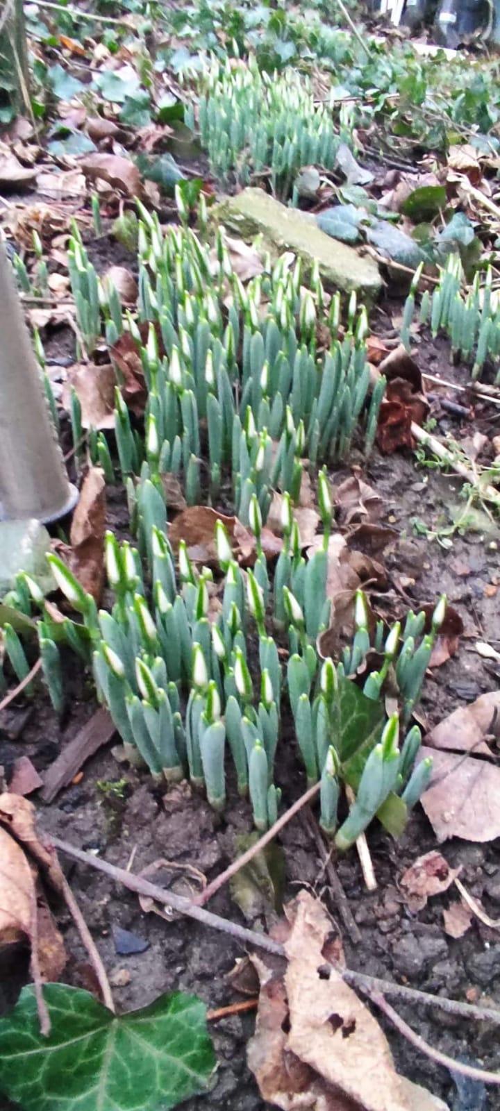 Au înflorit ghioceii de Crăciun! Cum arată vestitorii primăverii în Alba Iulia 807707