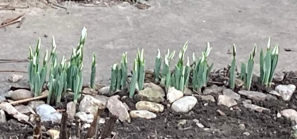 Au înflorit ghioceii de Crăciun! Cum arată vestitorii primăverii în Alba Iulia 807709