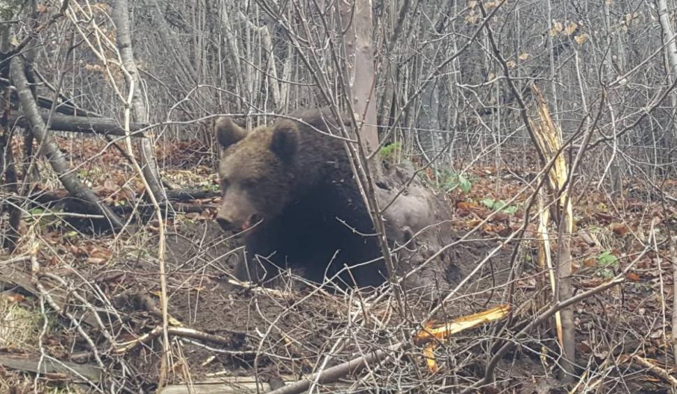 Pui de urs salvat de jandarmi în ziua de Crăciun. Animalul era prins într-un laț de sârmă  807694