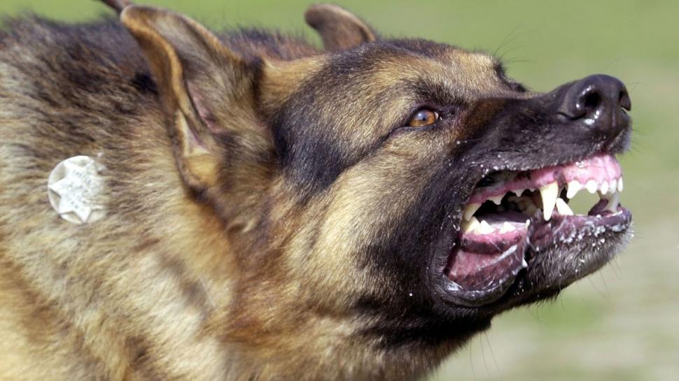 Prezentatoare TVR, atacată de o haită câini în Bucureşti. Poliţia nu a intervenit, acuză femeia 808405