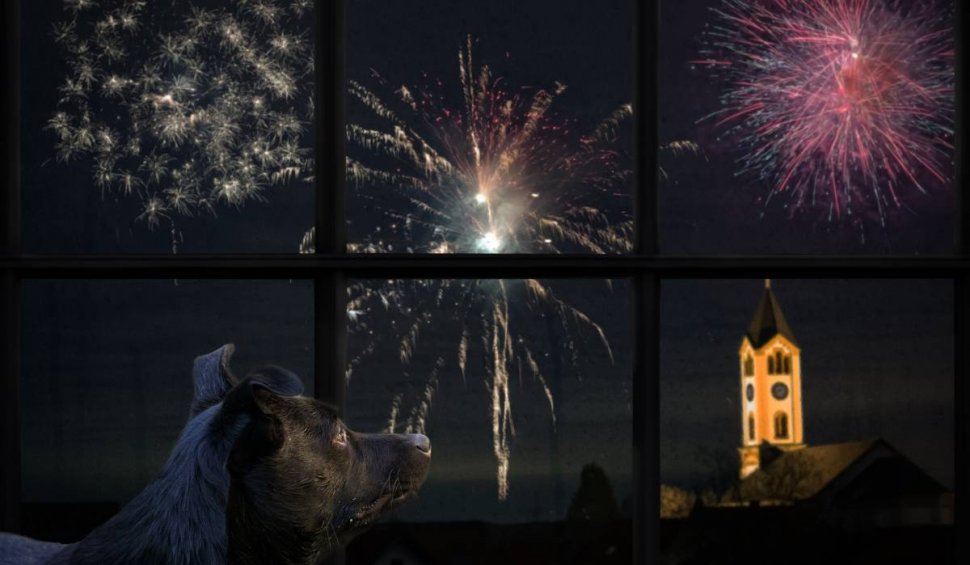 Cum sunt afectate animalele de pocnitorile şi artificiile folosite de Anul Nou