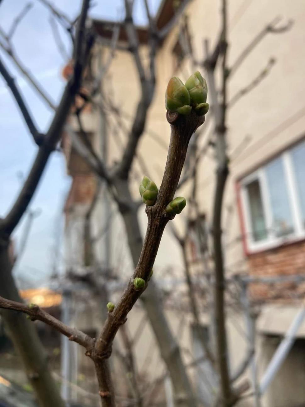 Cea mai călduroasă zi de 1 ianuarie din istorie, în România! Copacii au înmugurit 808906