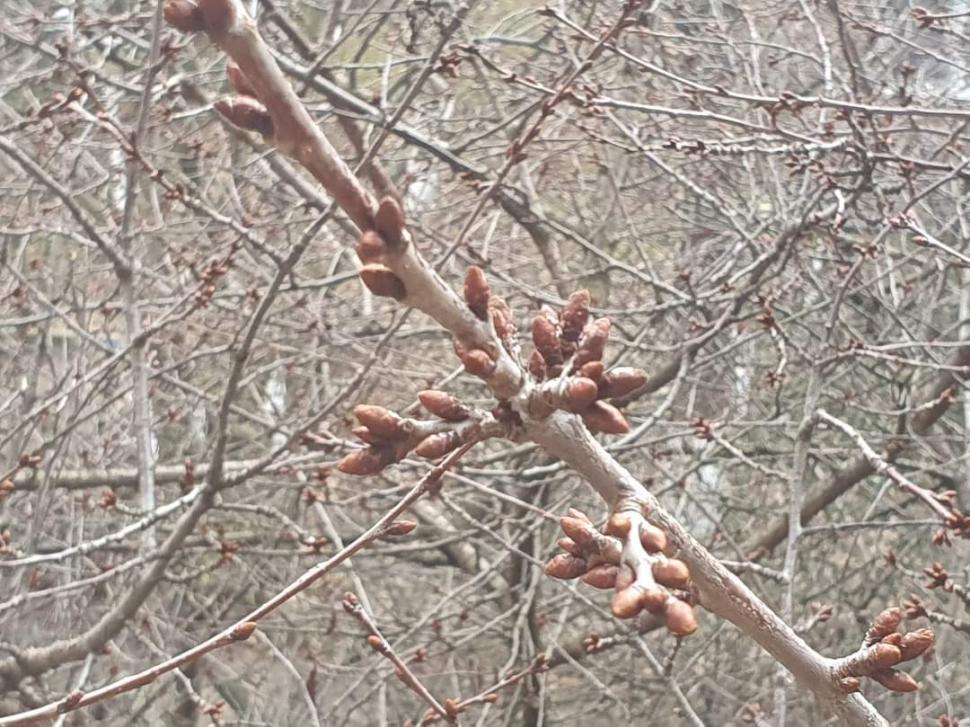 Cea mai călduroasă zi de 1 ianuarie din istorie, în România! Copacii au înmugurit 808907