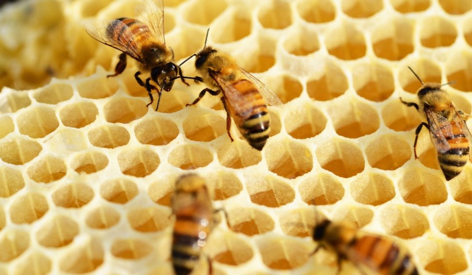 Premieră mondială: Primul vaccin din lume pentru combaterea declinului albinelor care produc miere a fost aprobat în SUA