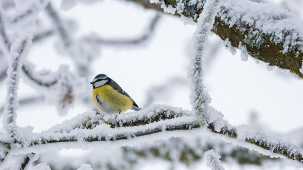 Ninge abundent în România. Turiştii se bucură de peisajul de iarnă 809655