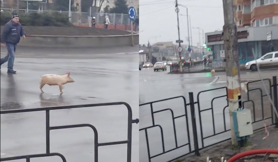 Val de glume pe internet, după ce un porc a fost filmat alergând într-o intersecție din Bacău: "A ieșit din sensul giratoriu mai bine decât 90% din șoferi"