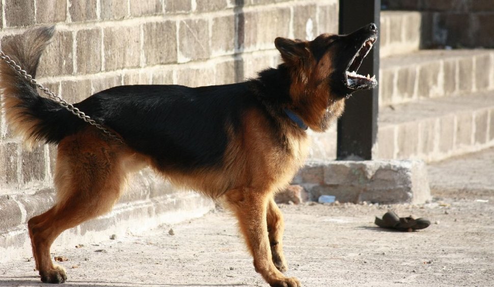 O femeie din satul Muereasca a murit după ce a fost sfâşiată de proprii câini