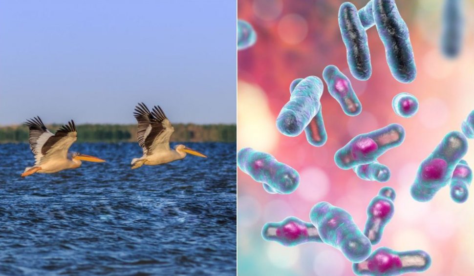 Bacterie periculoasă descoperită în Dunăre, la Brăila. Ce este Clostridium Perfringens şi ce efecte are
