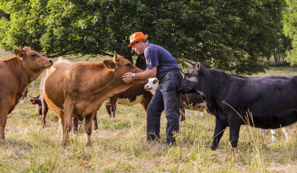 Bani pentru fermierii români, în 2023: Crescătorii de vaci de lapte și taurine vor primi o subvenție de 100 de euro pentru fiecare animal