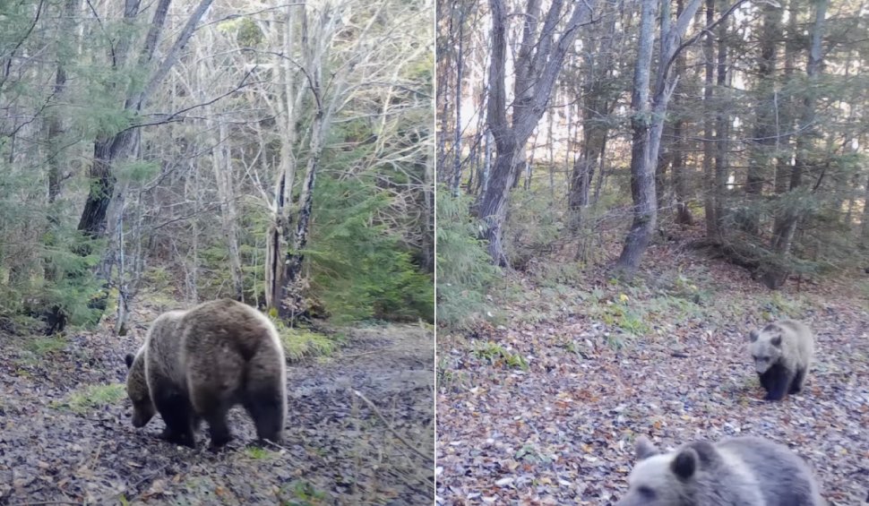 Imagini inedite cu o ursoaică și doi pui, în Parcul Natural Apuseni. Se plimbă, în loc să hiberneze