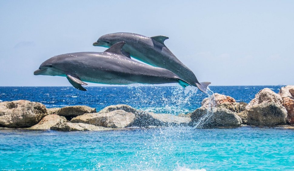 Delfinii sunt nevoiţi să "strige" la semenii lor pentru a acoperi zgomotele produse de activităţile umane, arată cercetătorii