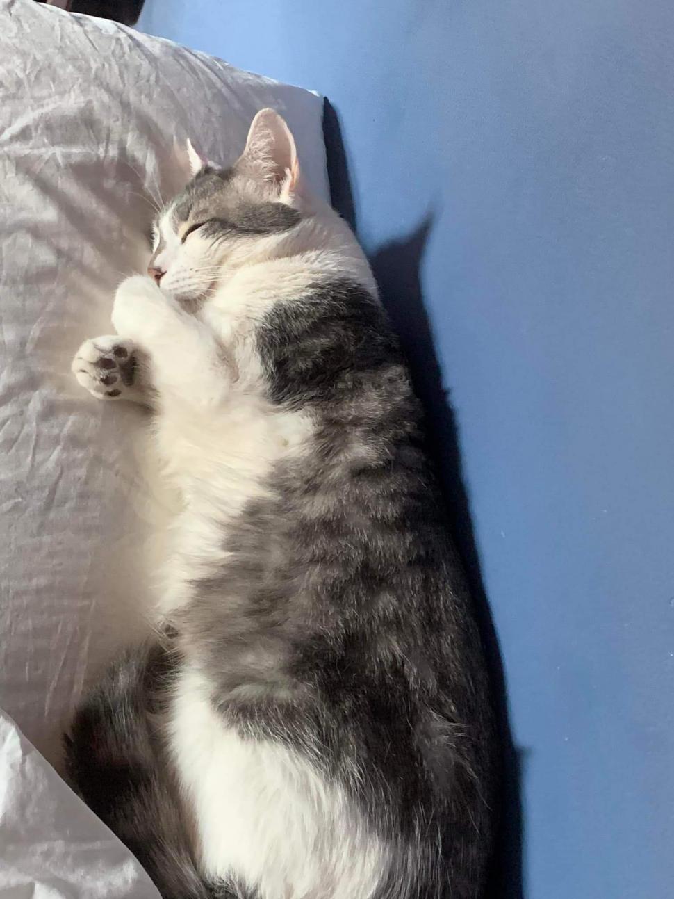 Guvernatorul din Bolivia a apelat la un clarvăzător | Pompierii, presa şi compania aeriană, puşi să caute un motan 810790