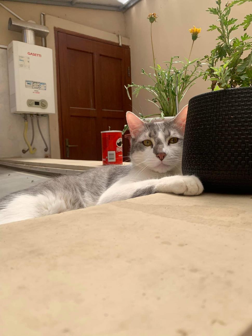 Guvernatorul din Bolivia a apelat la un clarvăzător | Pompierii, presa şi compania aeriană, puşi să caute un motan 810791