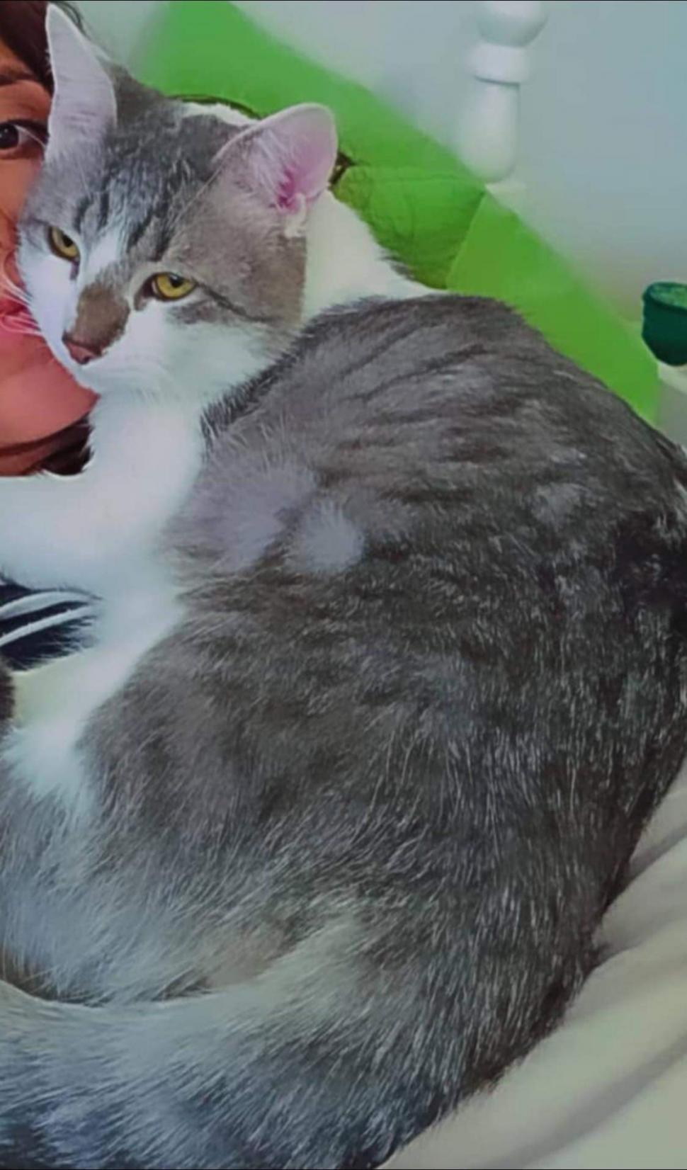 Guvernatorul din Bolivia a apelat la un clarvăzător | Pompierii, presa şi compania aeriană, puşi să caute un motan 810792