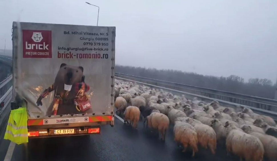 Turmă de oi pe Autostrada Soarelui, la Podul de la Cernavodă | Poliţia a dat amenzi de peste 10.000 lei