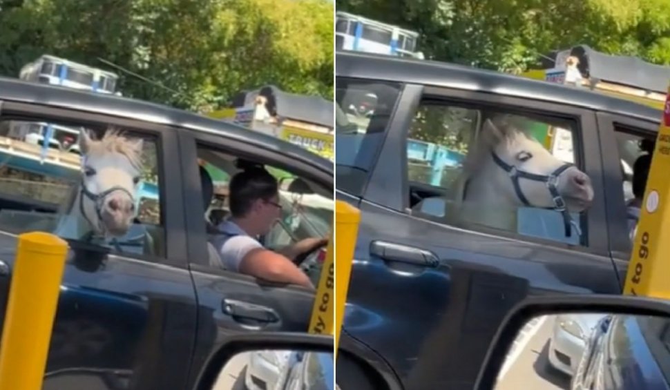 Imagini virale: O femeie și-a urcat calul în mașină și a mers la fast-food să-i cumpere înghețată