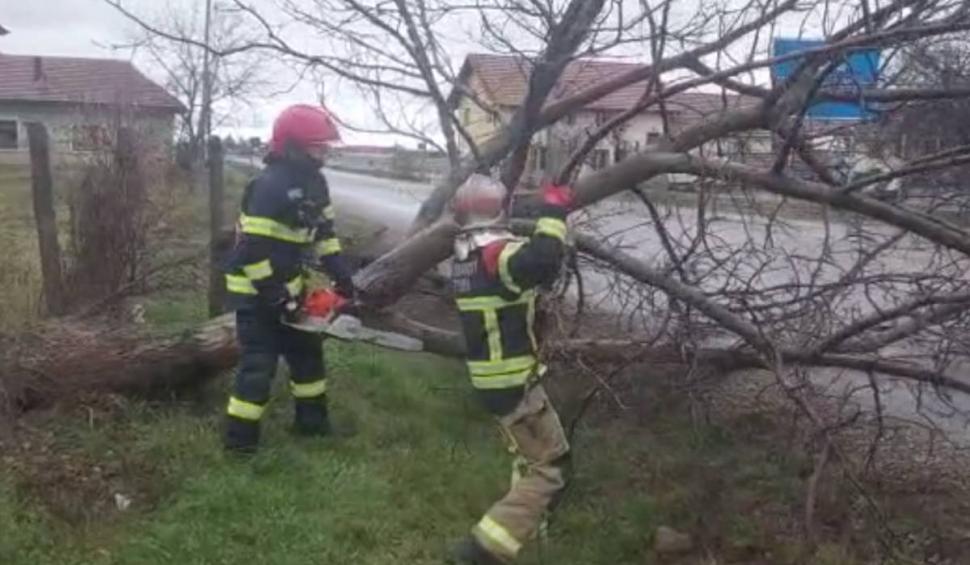 Copaci căzuți și stâlpi doborâți de vânt, în Bihor | Vremea face ravagii în nordul ţării 811731